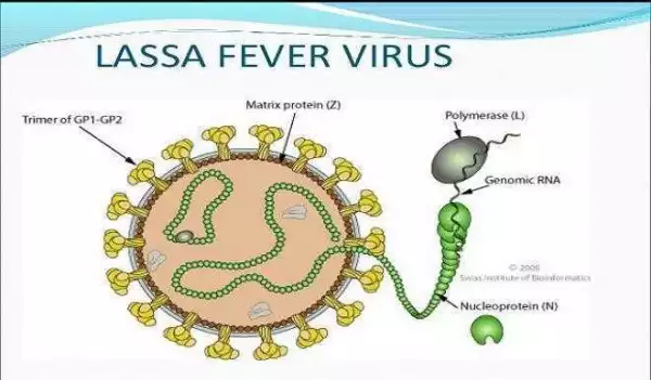 Lassa Fever Hits Seven States In Nigeria, Kills Six